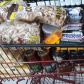 Fotos de Ação de fiscalização apreende produtos vencidos em supermercado no centro de Sarandi