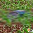 Adolescente é executado com tiros na cabeça zona rural de Maringá Foto 2 Fotos de Adolescente é executado com tiros na cabeça zona rural de Maringá
