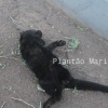 Fotos de Animais são encontrados mortos em bairro de Maringá