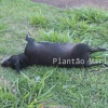 Fotos de Animais são encontrados mortos em bairro de Maringá