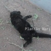 Fotos de Animais são encontrados mortos em bairro de Maringá