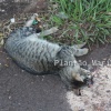 Fotos de Animais são encontrados mortos em bairro de Maringá