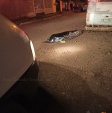 Fotos de Após execução de jovem em Sarandi, homem é preso com a bicicleta da vítima