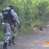 Fotos de Assaltantes invadem residência e fazem família refém em Maringá