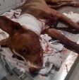 Fotos de Atingida por tiros durante execução em Sarandi, cachorra da raça pit bull morre após cirurgia
