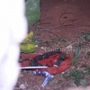 Fotos de Bandido é baleado e outro é preso durante perseguição em Maringá