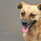Fotos de Bebê, o cão que encaminha almas em Maringá