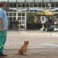 Fotos de Bebê, o cão que encaminha almas em Maringá