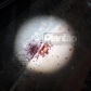 Fotos de Briga entre vigilantes termina com ferido por golpes de faca em Sarandi