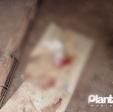 Fotos de Cachorro mata e devora outro em Sarandi; homem foi preso por maus-tratos