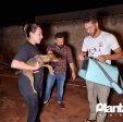Fotos de Cachorro mata e devora outro em Sarandi; homem foi preso por maus-tratos