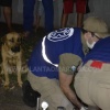 Fotos de Cachorro não abandona adolescente baleado durante tentativa de homicídio em Maringá