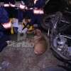 Cão se deita ao lado de motociclista e faz companhia à vítima durante o resgate, em Maringá Foto 3 Fotos de Cão se deita ao lado de motociclista e faz companhia à vítima durante o resgate, em Maringá