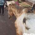 Fotos de Cavalo tem corpo queimado durante incêndio criminoso em Sarandi