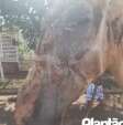 Fotos de Cavalo tem corpo queimado durante incêndio criminoso em Sarandi
