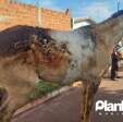 Fotos de Cavalo tem corpo queimado durante incêndio criminoso em Sarandi