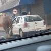 Fotos de Cavalos são puxados por carro da prefeitura de Sarandi