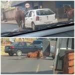 Fotos de Cavalos são puxados por carro da prefeitura de Sarandi