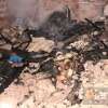 Fotos de Criminosos invadem casa, expulsam casal de idosos e ateiam fogo no imóvel, em Sarandi