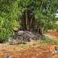 Fotos de Dois veículos são encontrados incendiados na zona rural de Maringá