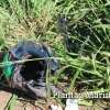 Gestante de 7 meses fica ferida em grave acidente de trânsito, em Maringá Foto 4 Fotos de Gestante de 7 meses fica ferida em grave acidente de trânsito, em Maringá