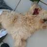 Fotos de Homem dá paulada na cabeça e mata cachorro, em Sarandi
