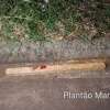 Fotos de Homem de 46 anos é morto a pauladas no Jardim Bom Pastor em Sarandi