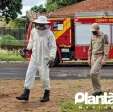 Homem é atacado por abelhas e leva mais de 30 ferroadas em Maringá Foto 8 Fotos de Homem é atacado por abelhas e leva mais de 30 ferroadas em Maringá