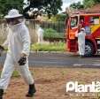 Homem é atacado por abelhas e leva mais de 30 ferroadas em Maringá Foto 14 Fotos de Homem é atacado por abelhas e leva mais de 30 ferroadas em Maringá