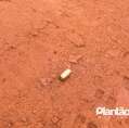 Fotos de Homem é executado com cerca de 10 tiros zona rural de Maringá