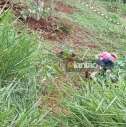 Fotos de Homem é executado com tiro de espingarda calibre 12 e golpes de facão em Sarandi
