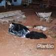 Fotos de Homem é morto com golpe de faca durante briga com o irmão