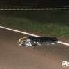 Homem morre após ser atropelado por caminhonete em Maringá Foto 3 Fotos de Homem morre após ser atropelado por caminhonete em Maringá