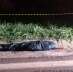 Homem morre atropelado por caminhão na rodovia BR-376 no distrito de Iguatemi Foto 1 Fotos de Homem morre atropelado por caminhão na rodovia BR-376 no distrito de Iguatemi