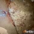 Fotos de Jovem de 21 anos é executado com 8 tiros em Marialva