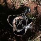 Fotos de Motorista de 50 anos morre após grave acidente de trânsito na região de Maringá