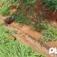 Fotos de Mulher é socorrida por helicóptero após capotamento na BR-376 em Marialva