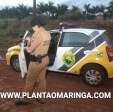 Fotos de Mulher é vítima de tentativa de estupro na estrada velha entre Paiçandu e Maringá