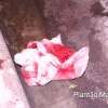 Fotos de Mulher fere marido com gargalo de garrafa de vidro em Maringá