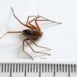 Fotos de Paraná teve mais de quatro mil acidentes com aranha-marrom