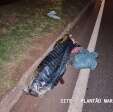 Fotos de Pedestre morre e motociclista é socorrido em estado gravíssimo após acidente em Maringá
