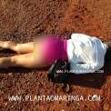 Fotos de Suspeito de matar travesti a tiros e abandonar corpo em estrada rural é preso em Campo Mourão