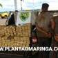 Fotos de Tentativa de abordagem na rodovia, PR-323 termina em perseguição, acidente, tiros, duas pessoas presas e muita droga apreendida em Doutor Camargo