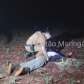 Fotos de Homem é baleado no rosto durante tentativa de homicídio na zona rural de Maringá