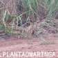 Fotos de Travesti é encontrada morta em canavial de Mandaguaçu, diz Polícia