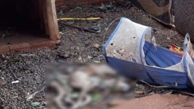 Fotos de Após denúncia de maus-tratos, 2 cachorros mortos são encontrados em abrigo mantido por vereadora em Sarandi