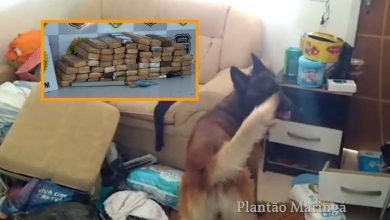 Fotos de Após tentativa de extorsão, dois homens são presos e cão farejador localiza quase 70 quilos de maconha em Maringá