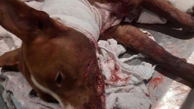 Fotos de Atingida por tiros durante execução em Sarandi, cachorra da raça pit bull morre após cirurgia