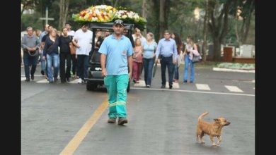 Fotos de Bebê, o cão que encaminha almas em Maringá