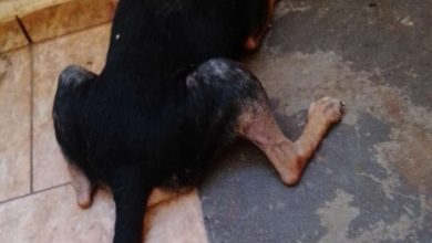 Fotos de Bombeiros resgatam cachorro com cabeça presa em buraco no muro